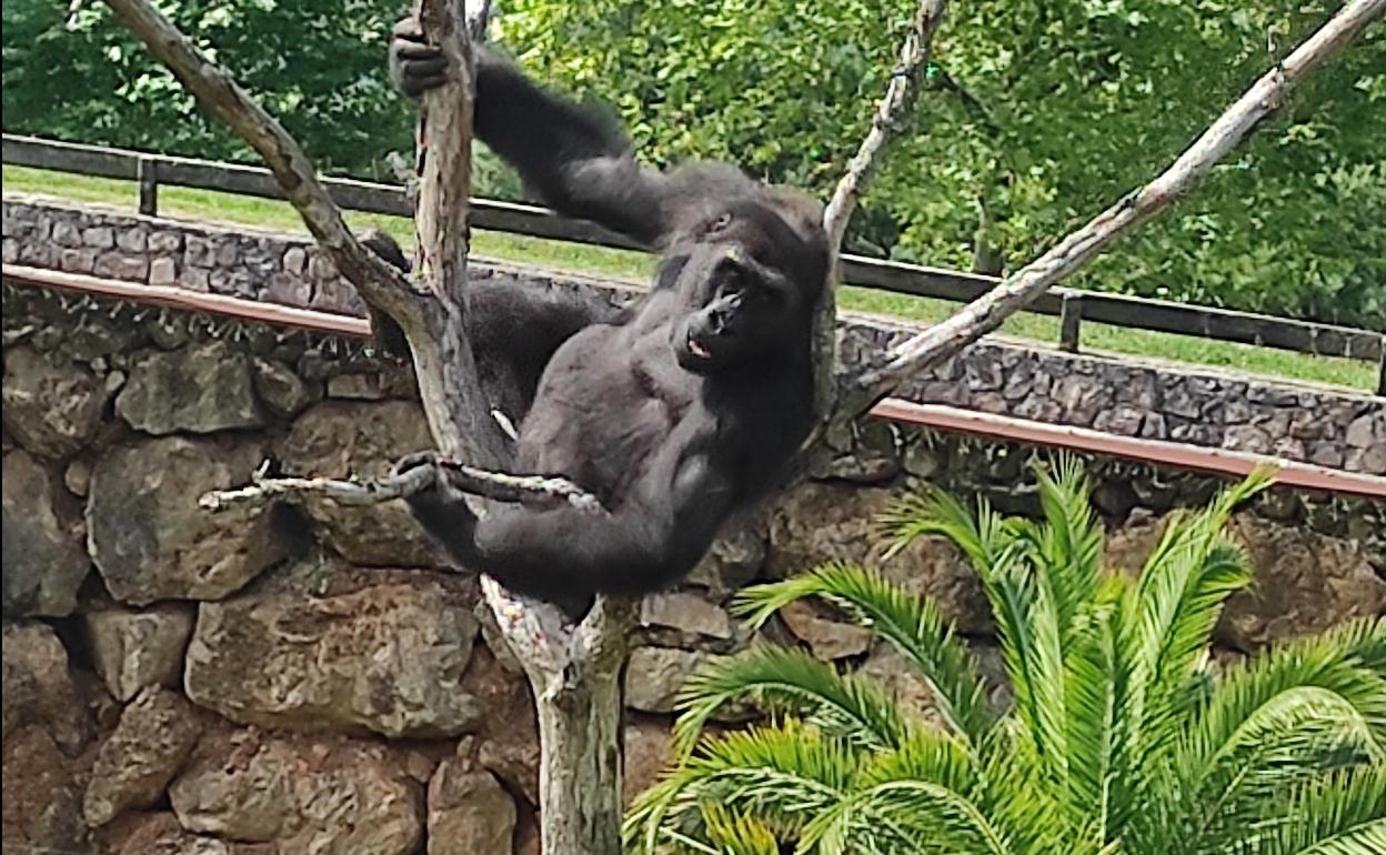 Fotografía de N'Guvu en Cabárceno, antes de partir al zoo de Rusia.