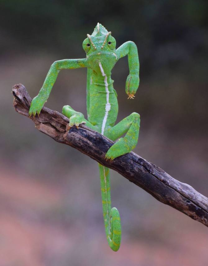 Fotos: Los animales más divertidos
