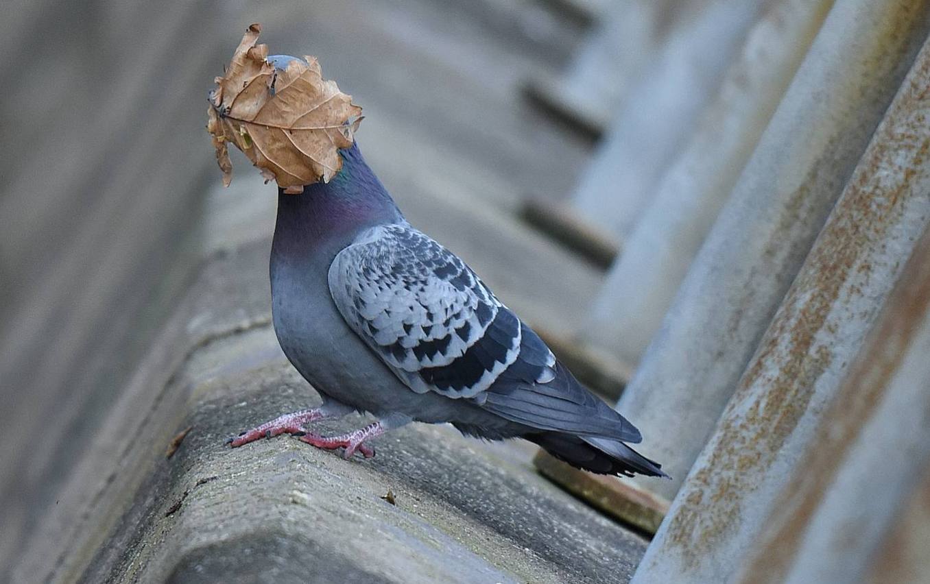 Fotos: Los animales más divertidos
