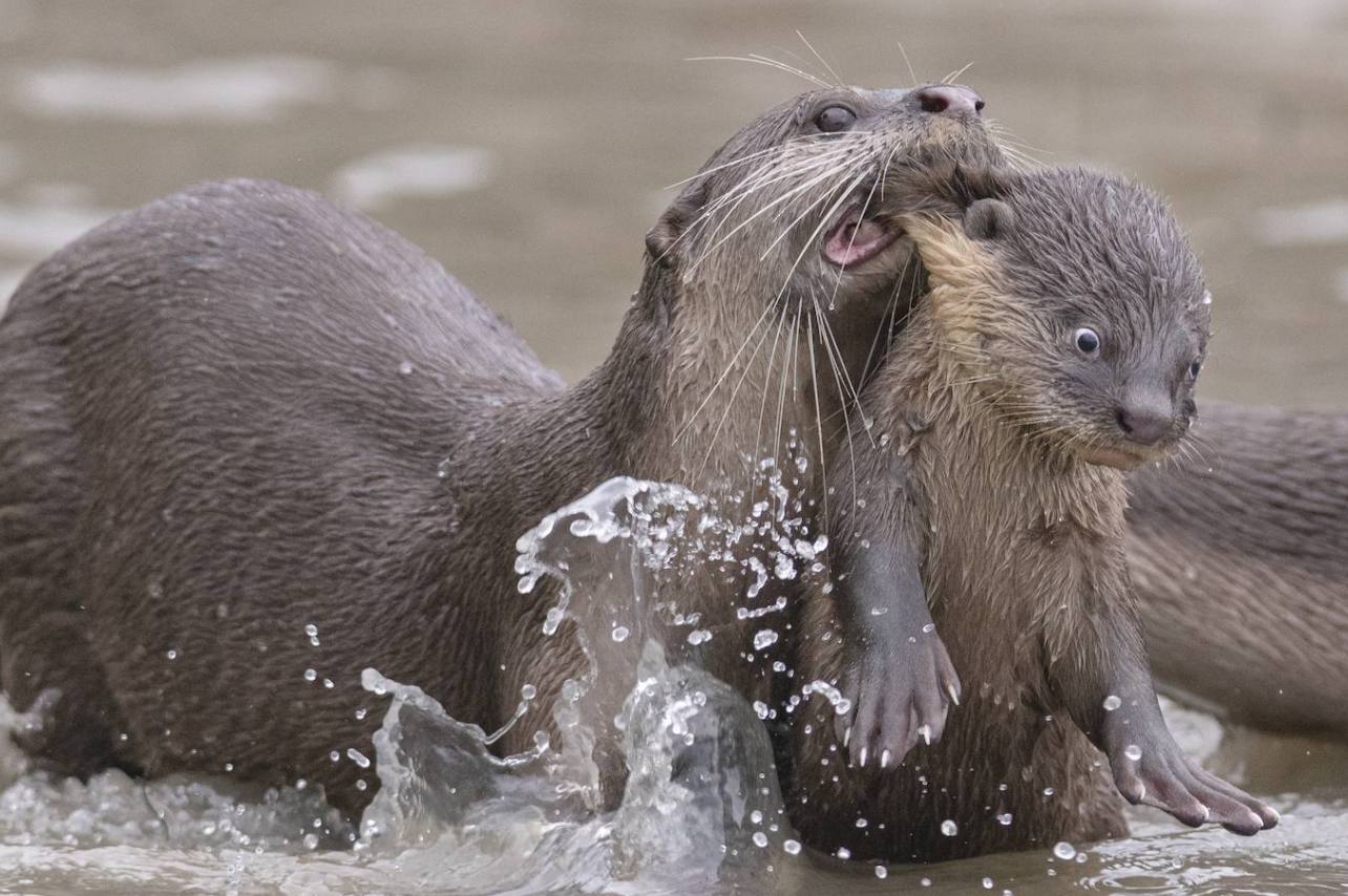 Fotos: Los animales más divertidos