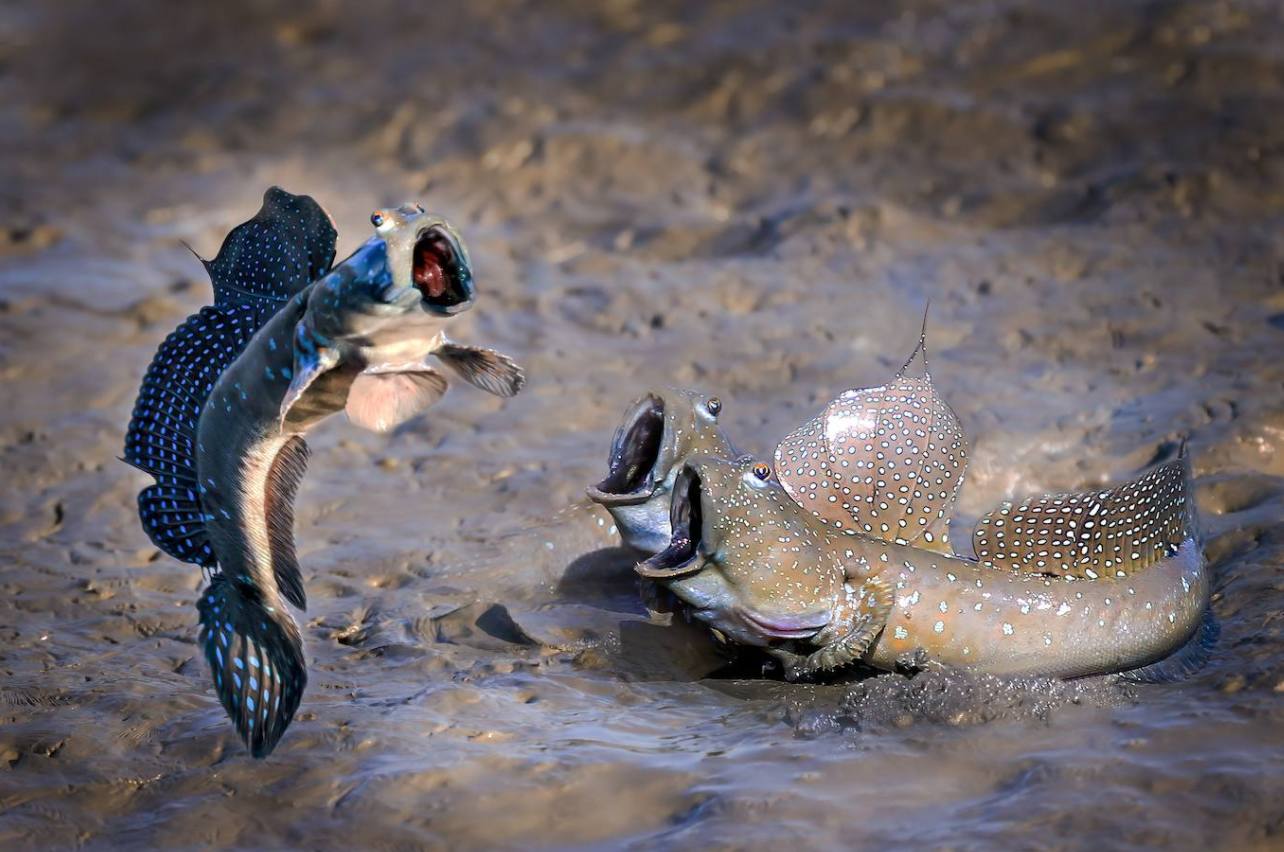 Fotos: Los animales más divertidos