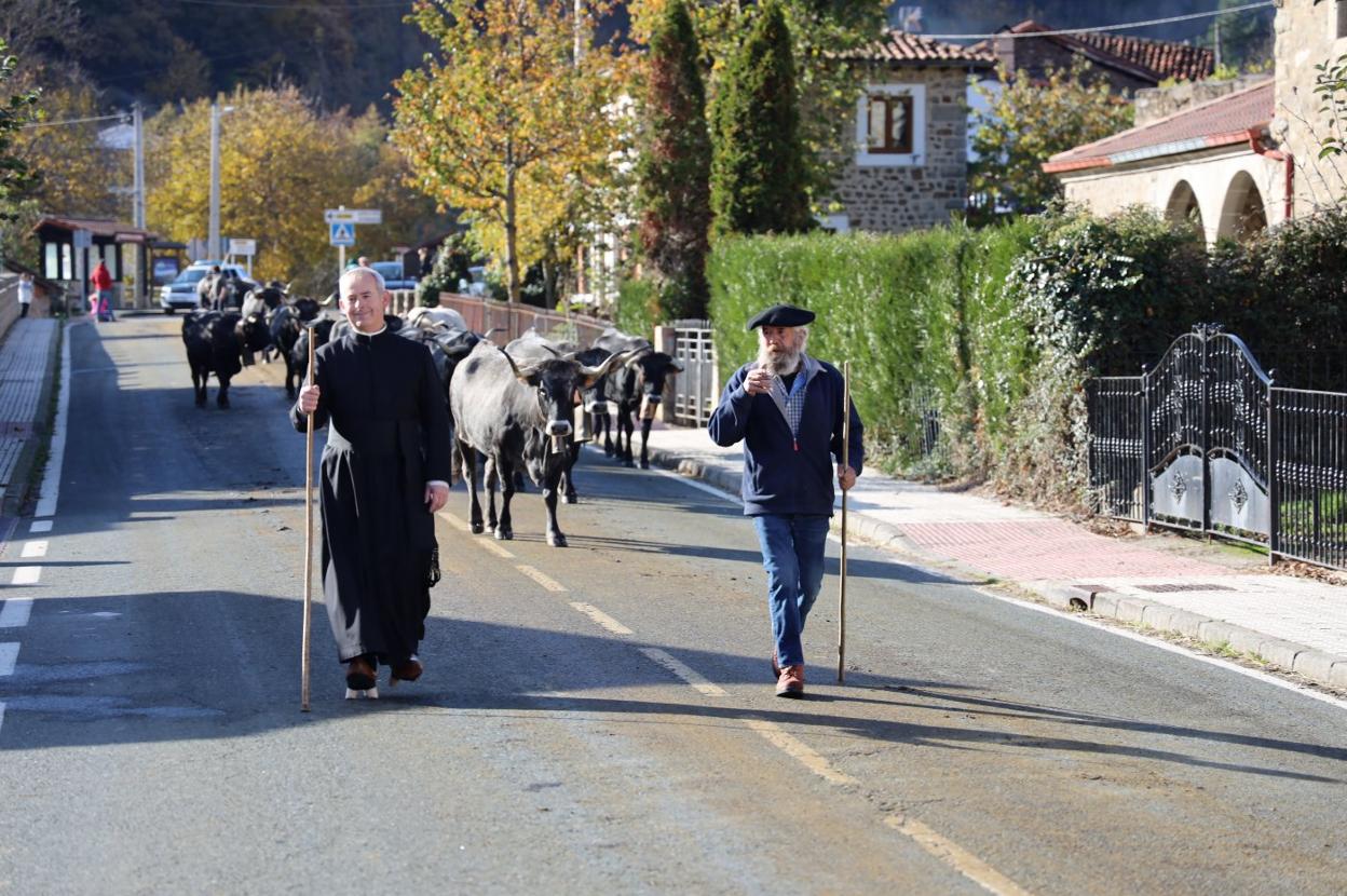 Tradicional pasá de ganado por las calles de La Vega. 