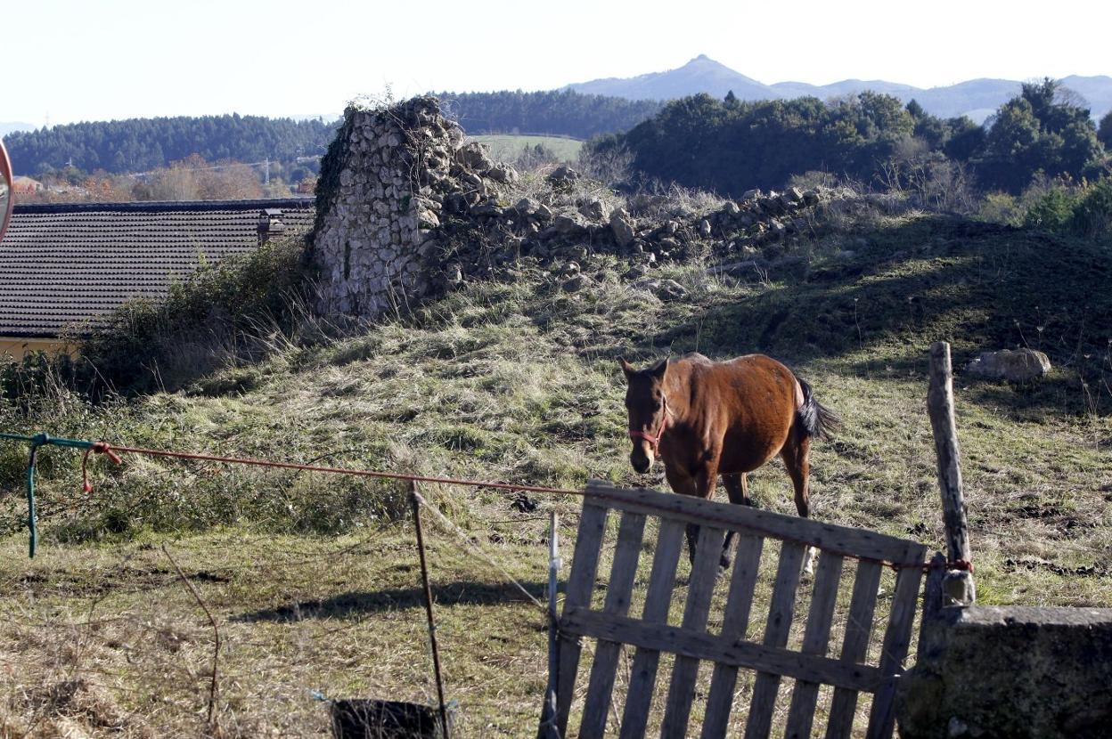 Un caballo pasta en el entorno de los restos del viejo torreón medieval de Villapresente. luis palomeque