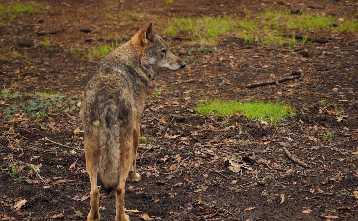 Un ejemplar de lobo ibérico en el parque de la naturaleza de Marcelle, en Lugo.