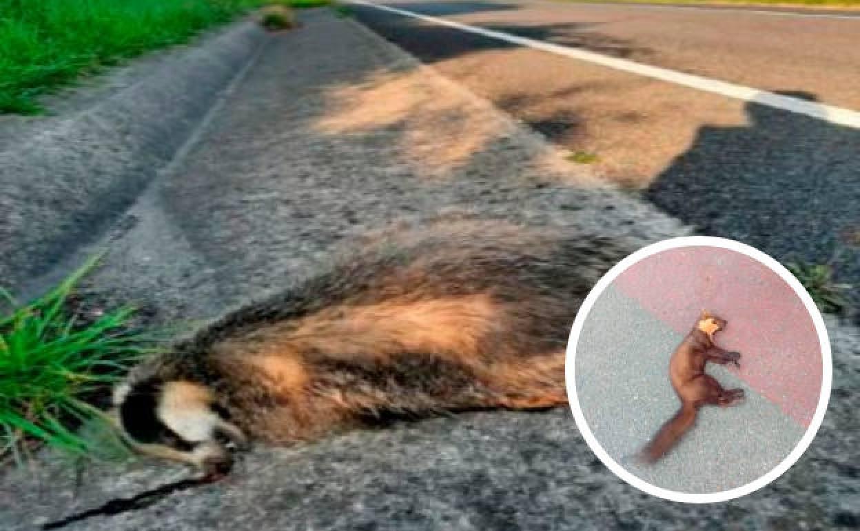 Grupos ecologistas denuncian el atropello de erizos, tejones y martas en la carretera de Suances a Reocín