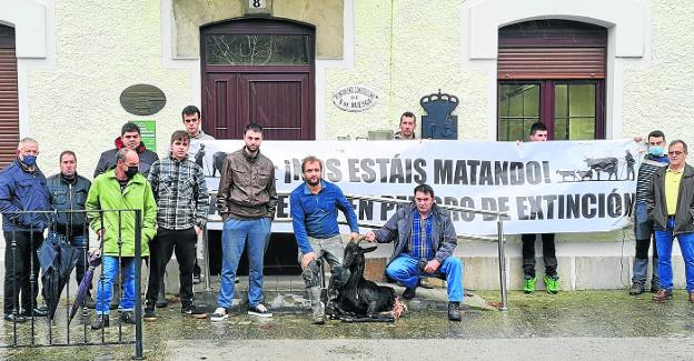 El último ataque, ayer, del lobo en Matienzo, llevó a manifestarse a un grupo de ganaderos frente al Consistorio. 