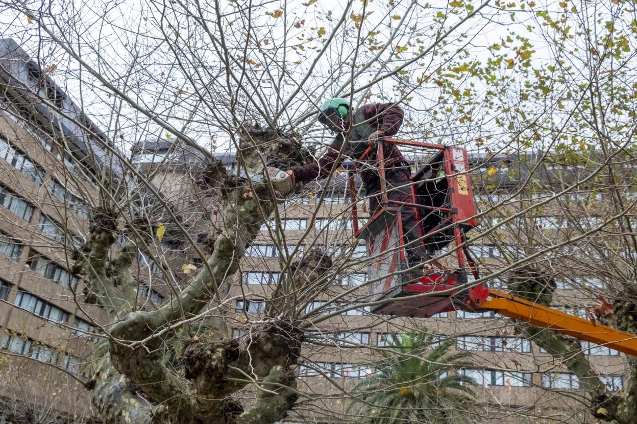 Un operario de Parques y Jardines, ayer, poda los árboles de la calle Joaquín Costa, en El Sardinero. 