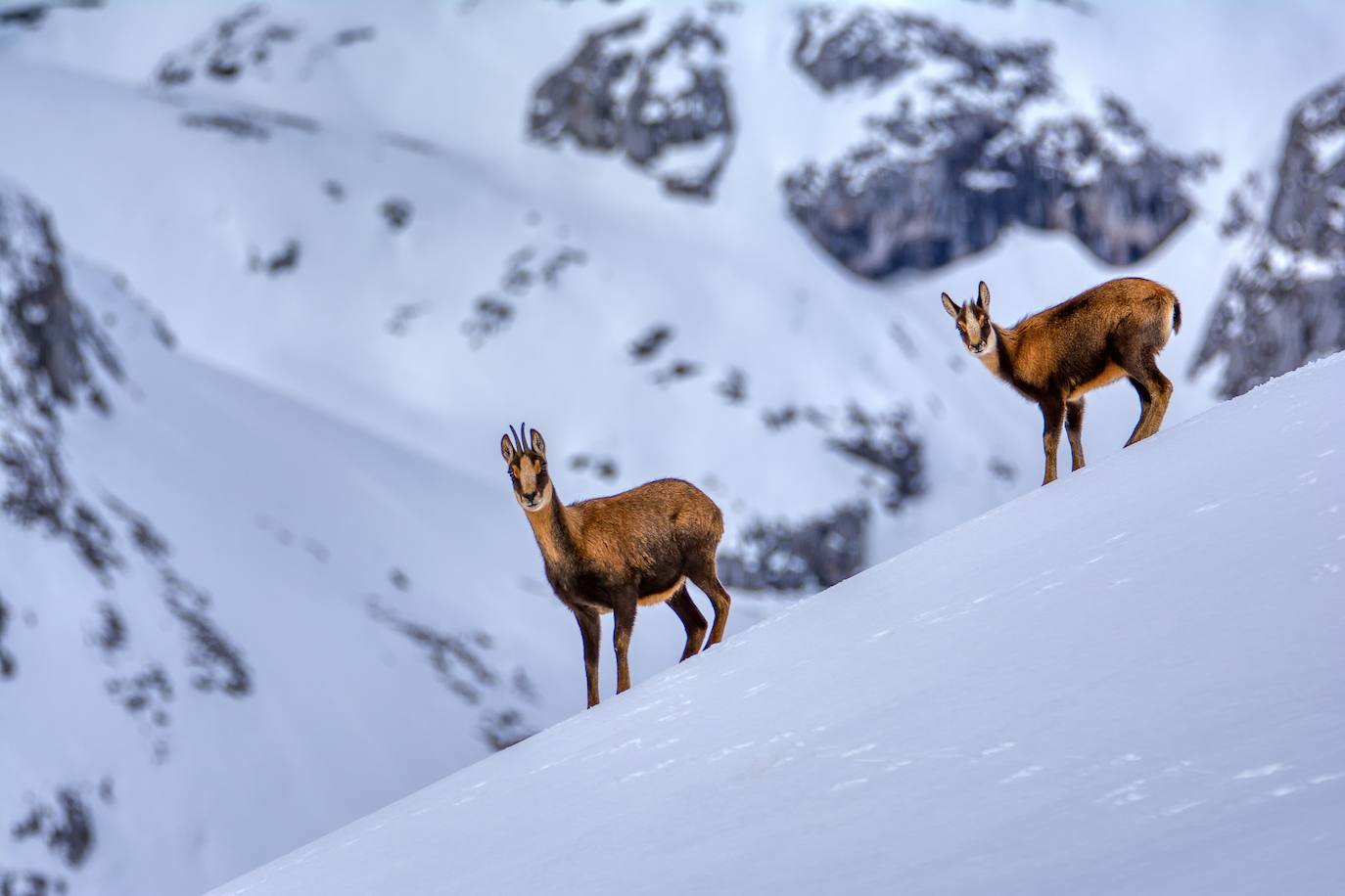 Corzos en la nieve en el Parque Nacional de los Picos de Europa.