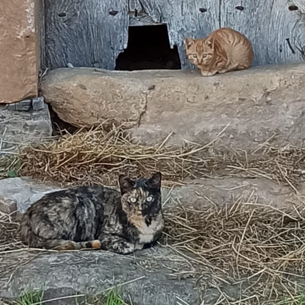 Estampa de gatos descansando en una vivienda deshabitada en San Miguel de Luena. 