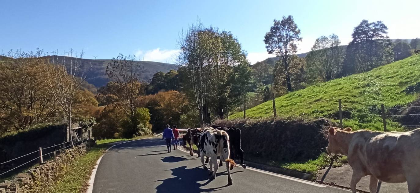 Ganaderos bajando las vacas hasta el pueblo de Resconorio.