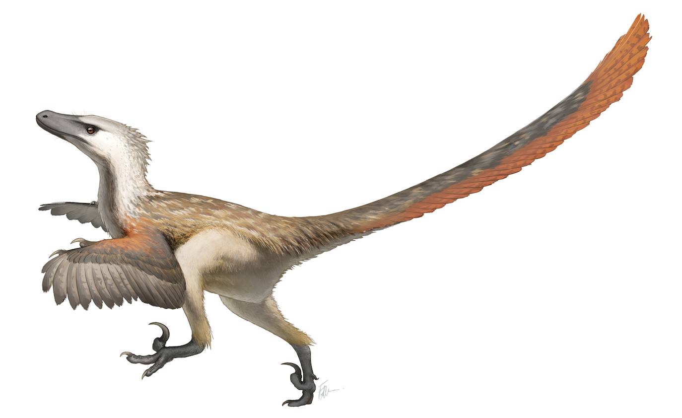 Velociraptor mongoliensis.