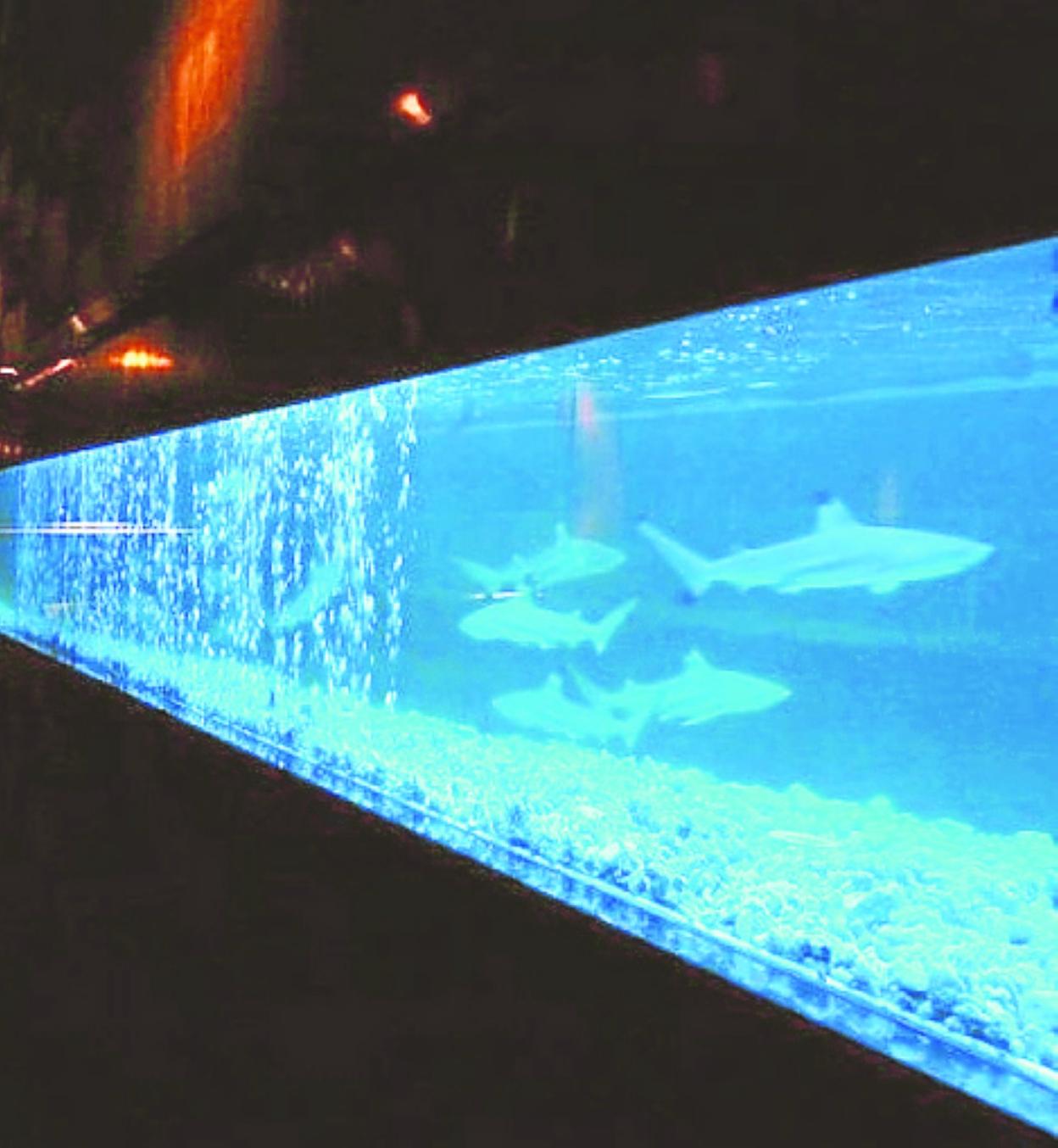 El descanso del tiburón