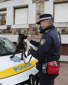 Imagen secundaria 2 - Imágenes tomadas durante la presentación de los dos pastores belgas que formarán parte del cuerpo de la Policía Local de Torrelavega.