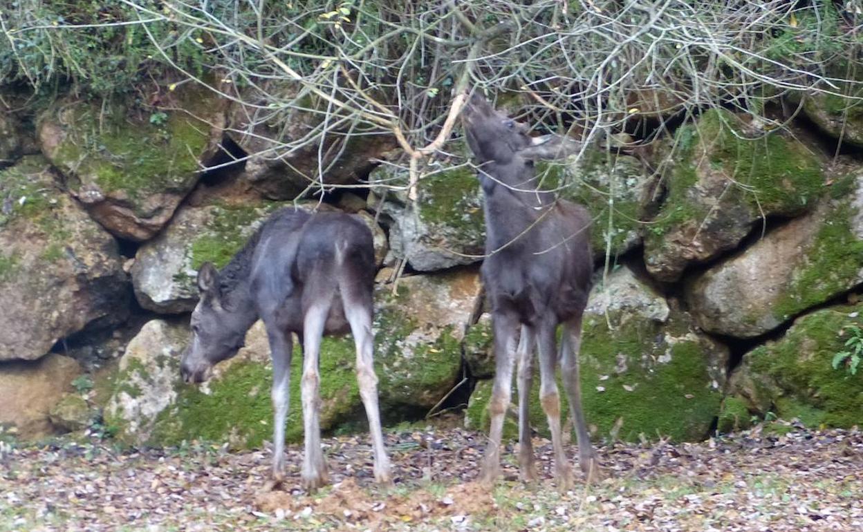 Los dos pequeños ejemplares de alce han llegado a Cantabria cedidos desde Alemania.