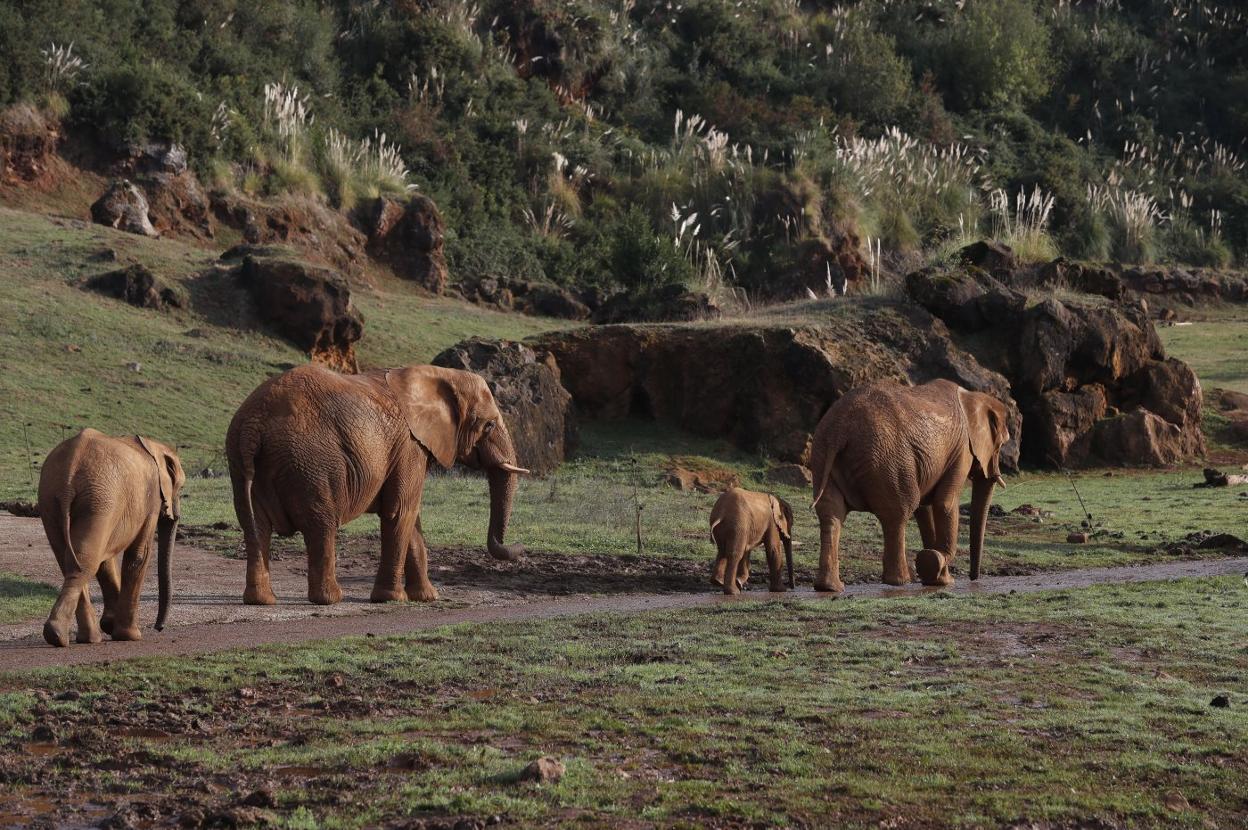 Joaquín Gutiérrez Arnaiz perdió la vida el pasado 23 de febrero al ser golpeado por un elefante. 