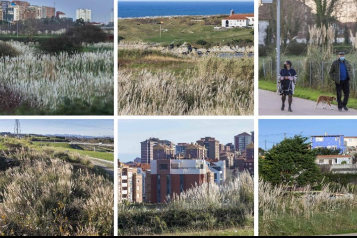 Nuevo intento de erradicar los plumeros en Santander