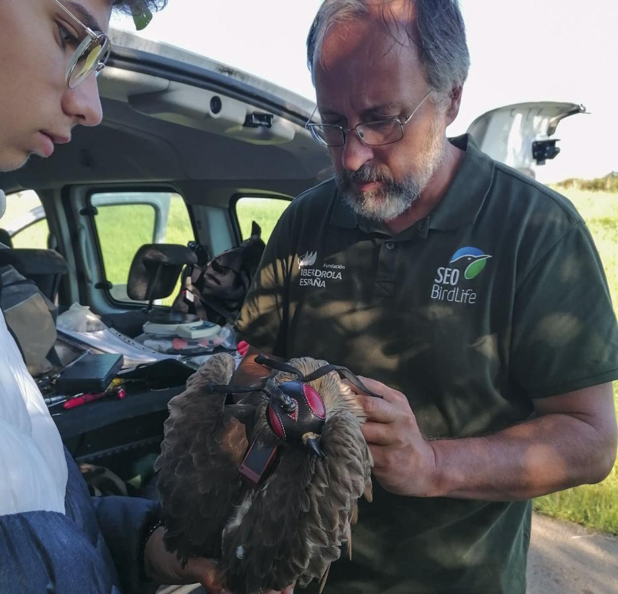 Dos miembros de SEO BirdLife instalan el sistema GPS a uno de los milanos cántabros. 