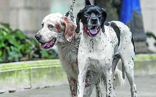 Gelo y Camila