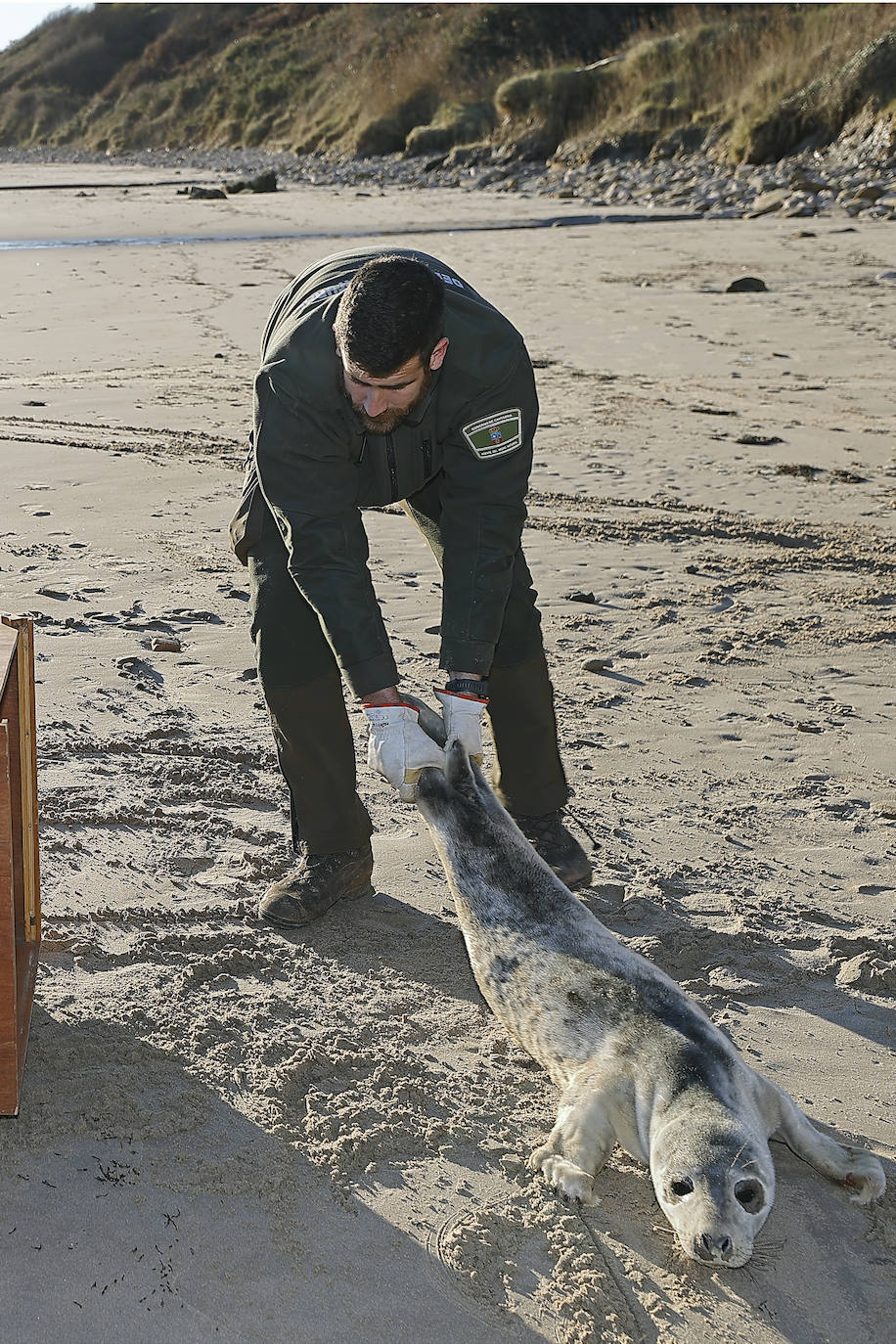 Fotos: Rescatada una foca en Oyambre