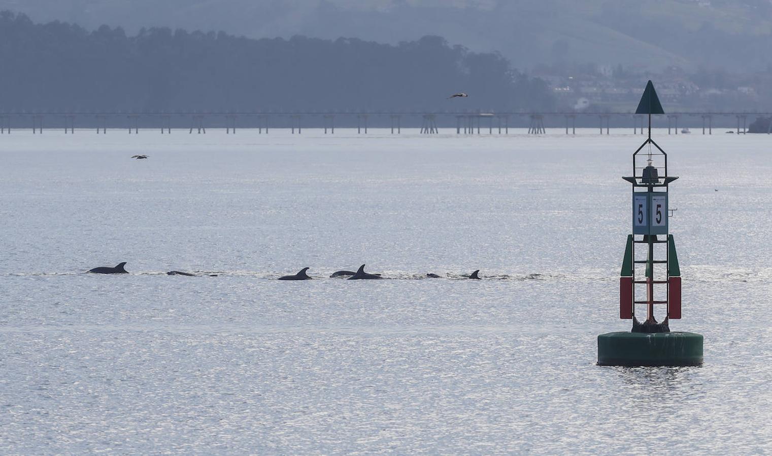 Un gran grupo de delfines alegra la bahía santanderina