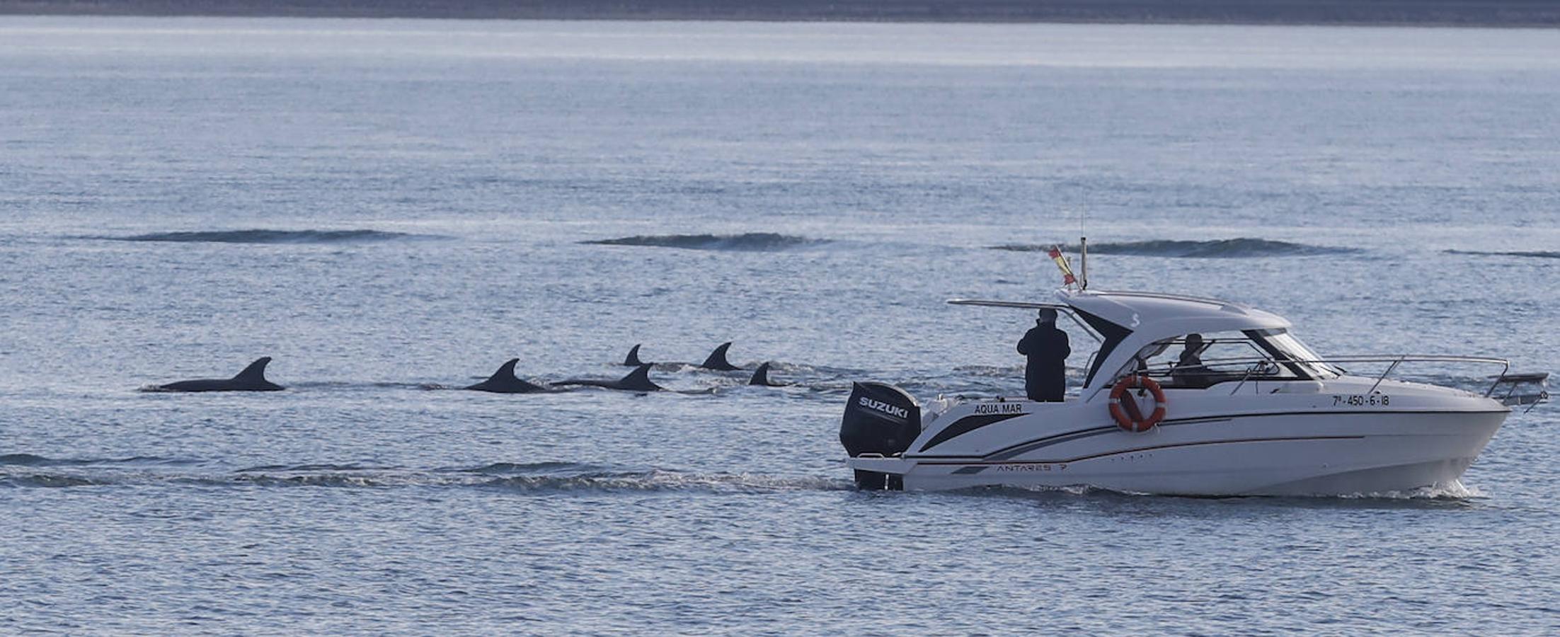 Un gran grupo de delfines alegra la bahía santanderina