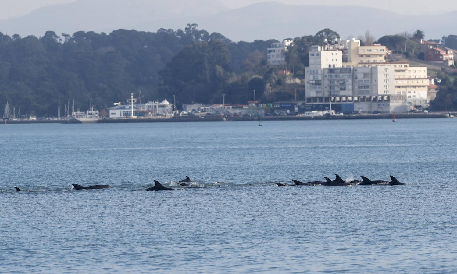 Un gran grupo de delfines alegra la bahía santanderina