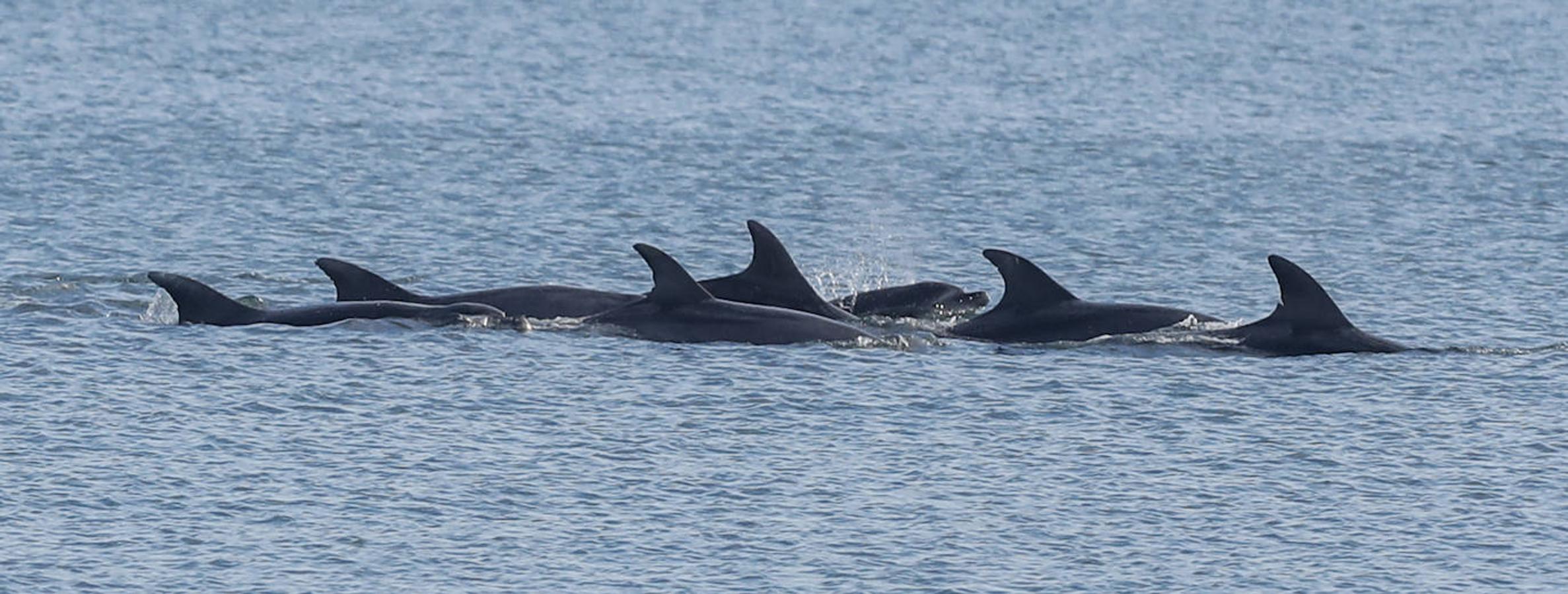 Un gran grupo de delfines alegra la bahía santanderina