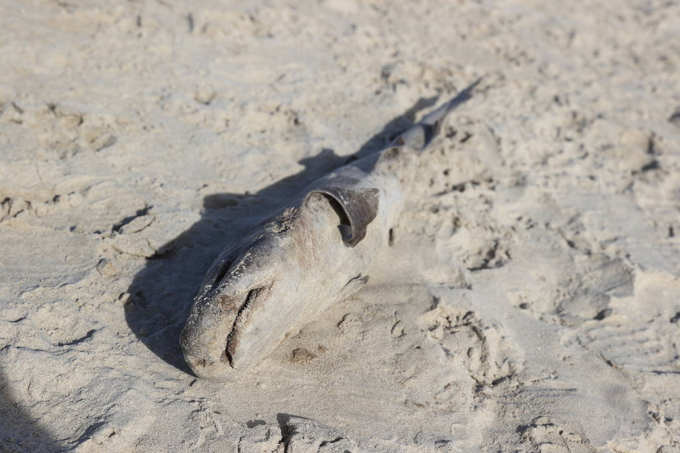 Este domingo apareció el cadáver de un tiburón de pequeño tamaño, de no más de un metro, en la arena de la playa de Oyambre. Se trata de un 'pintarroja', un tipo de tiburón gato muy común en las costas cantábricas. Este lunes, agentes del Medio Natural han procedido a su retirada y análisis.