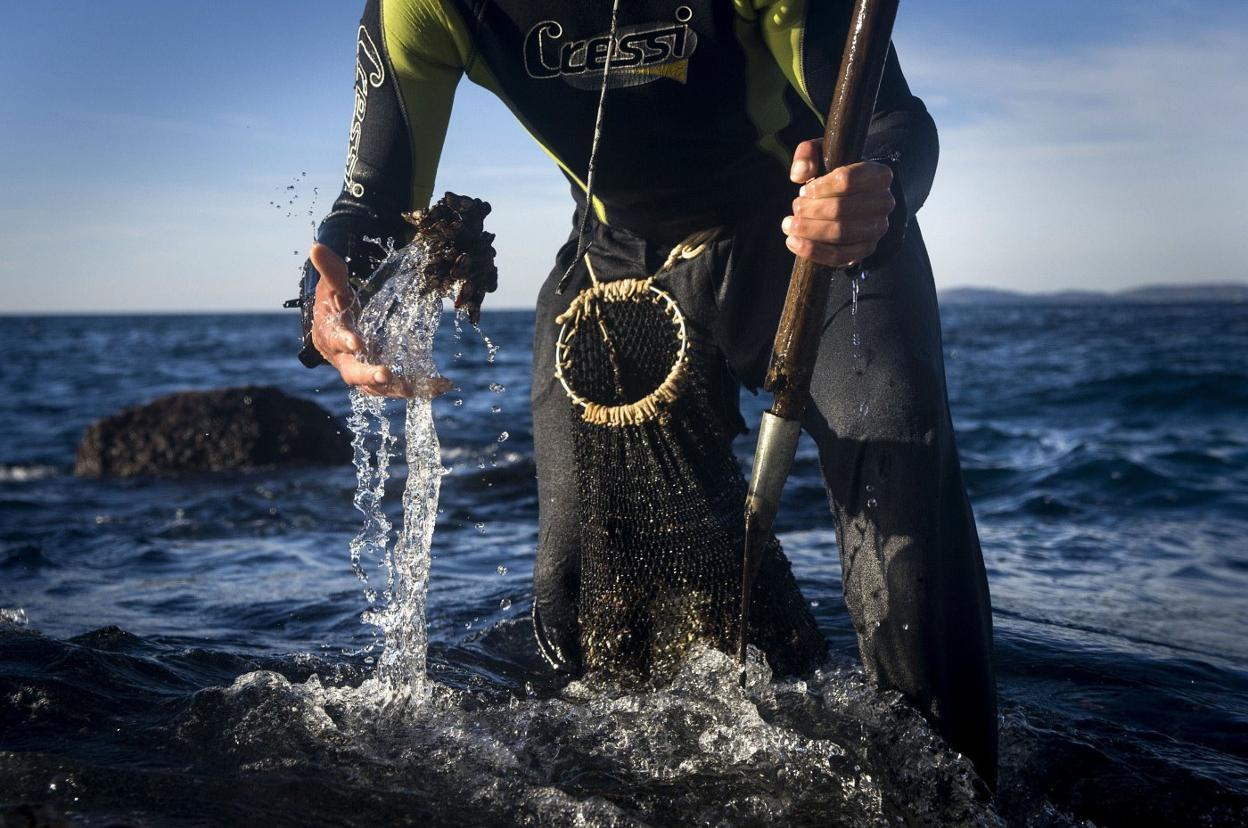 Un mariscador extrae de las rocas una 'piña' de percebes. 