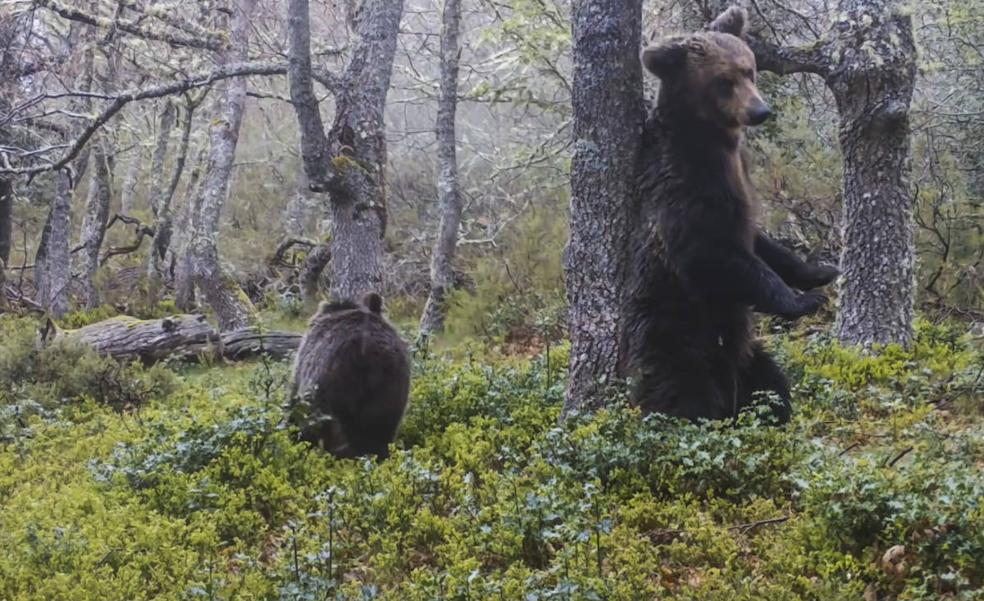 Un oso se rasca el lomo contra un arbol durante la pasada primavera