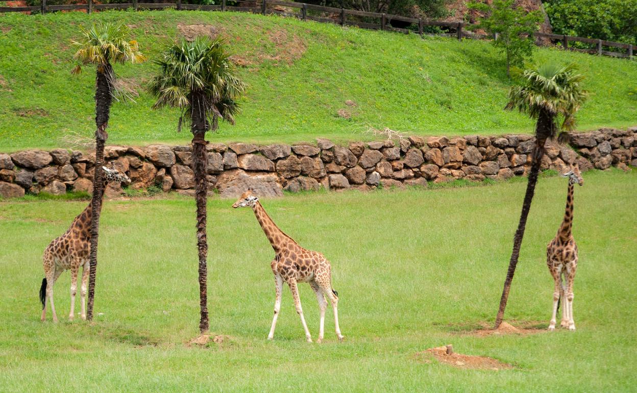 Tres jirafas en el Parque de la Naturaleza de Cabárceno. 