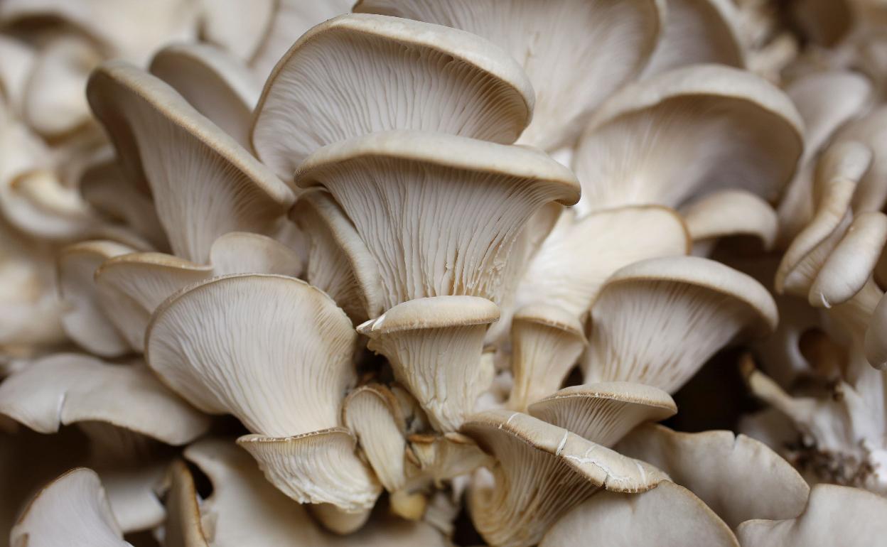 Ejemplares de setas, en una imagen de archivo.