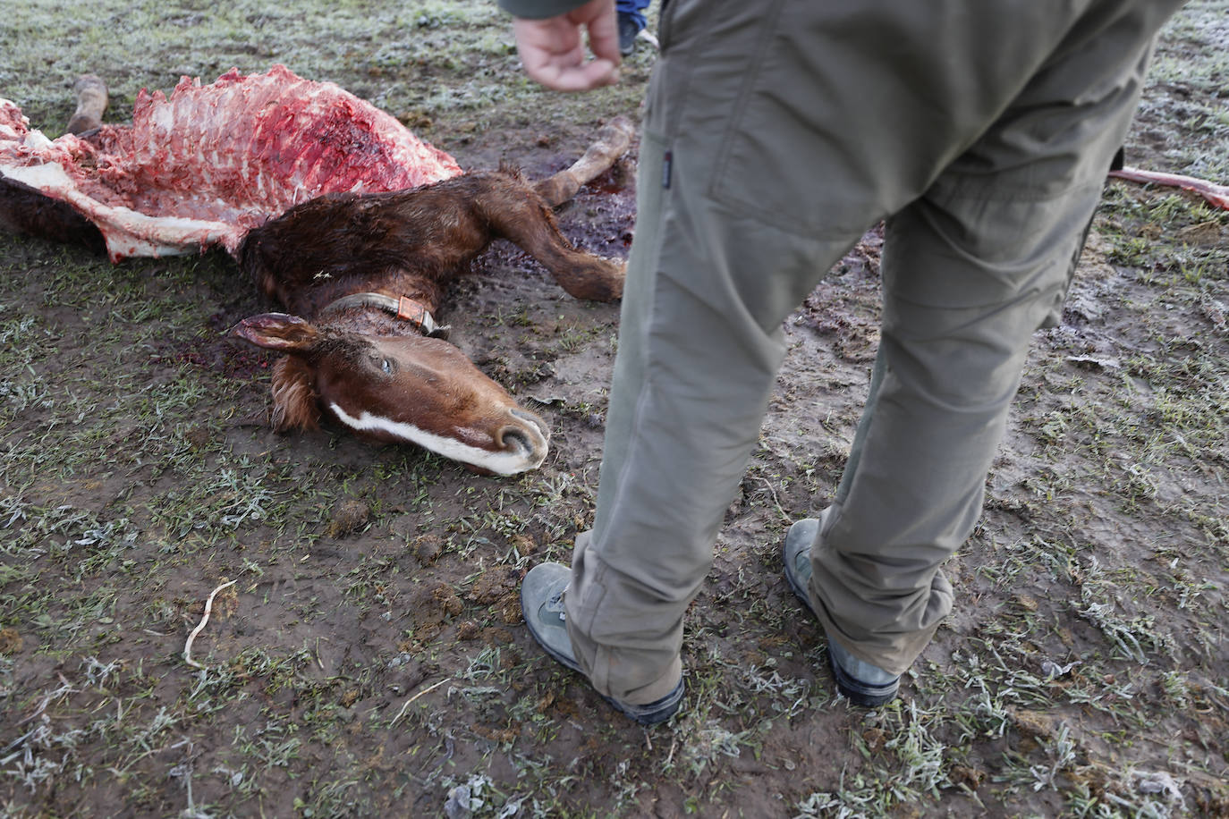 Imagen del potro muerto en Barcenillas