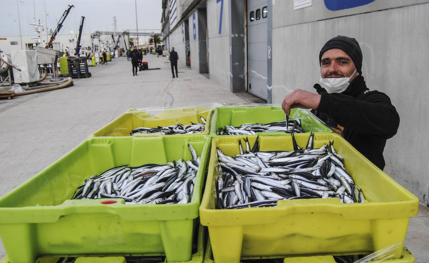 Fotos: La flota desembarca los primeros bocartes