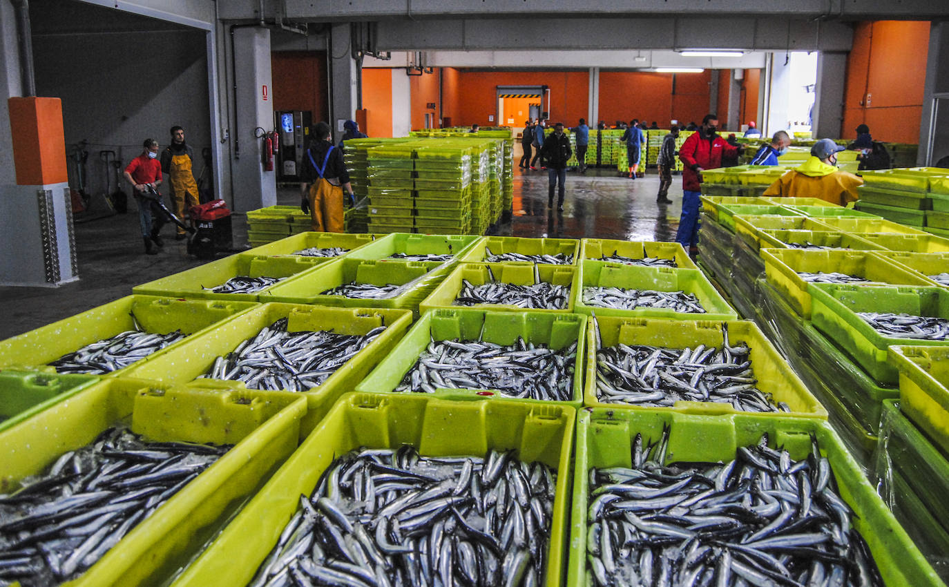 Fotos: La flota desembarca los primeros bocartes