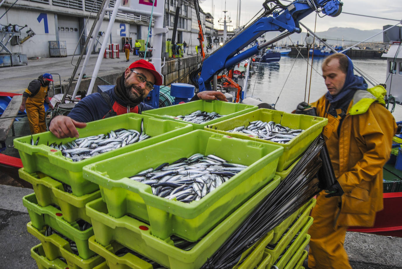 Fotos: La flota desembarca los primeros bocartes