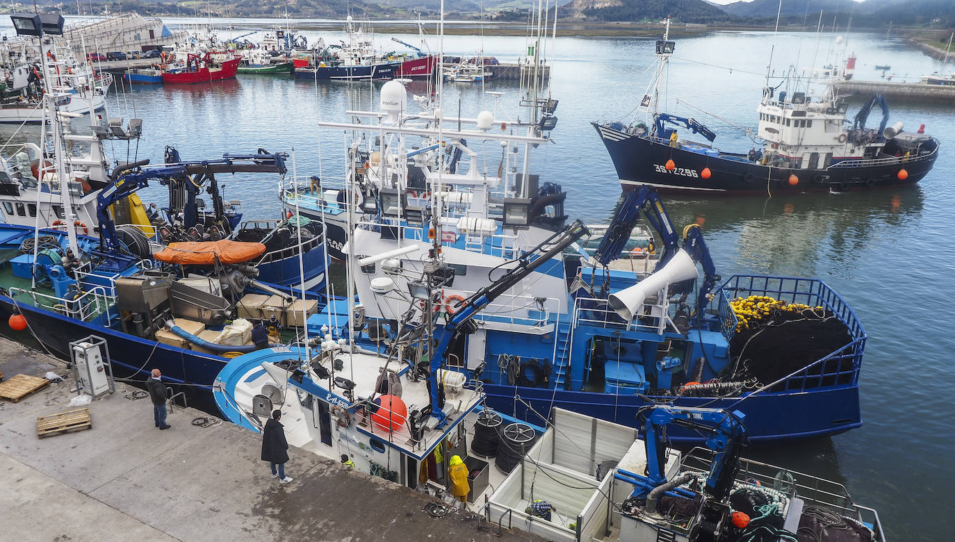 Fotos: Los puertos de Santoña y Laredo reciben el bocarte