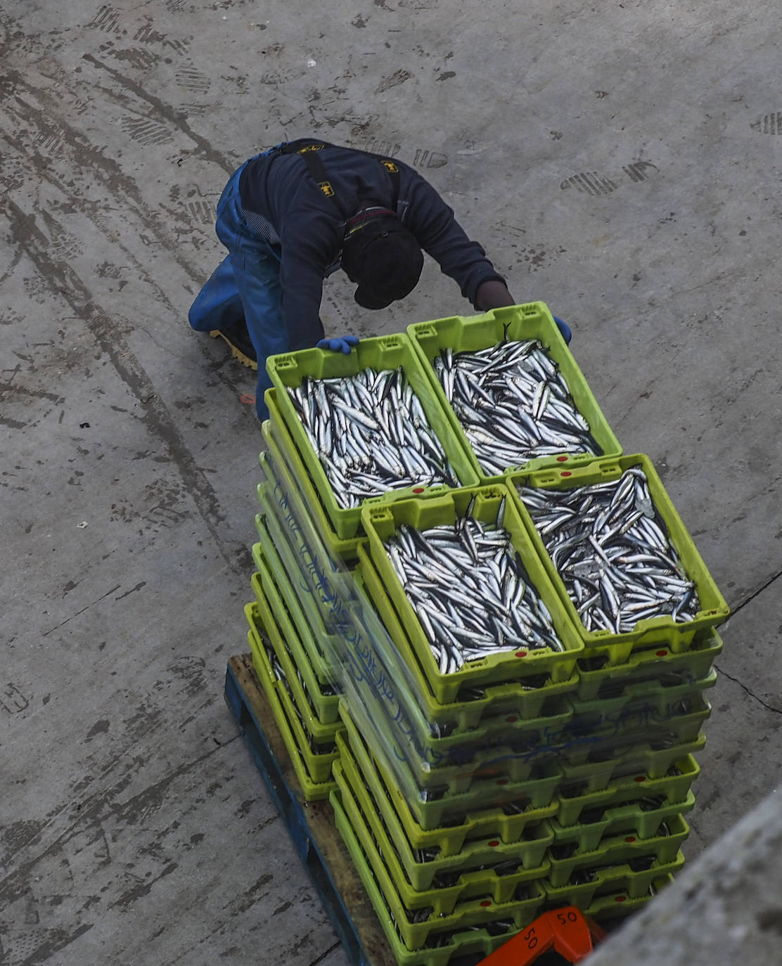 Fotos: Los puertos de Santoña y Laredo reciben el bocarte