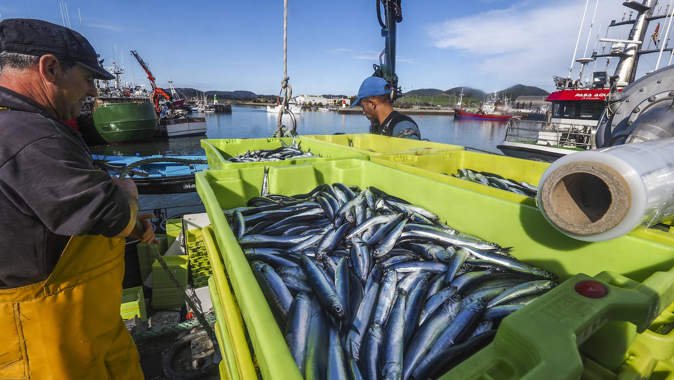 Fotos: Los puertos de Santoña y Laredo reciben el bocarte