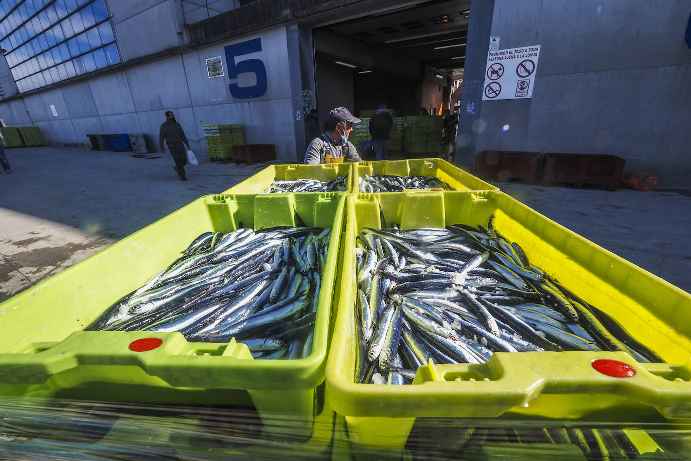 Fotos: Los puertos de Santoña y Laredo reciben el bocarte