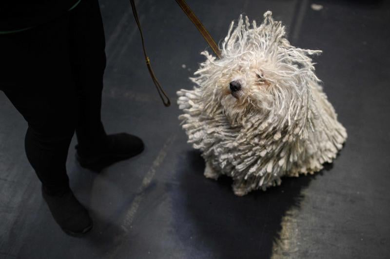 El Cruft Dog Show de Birmingham, la exposición canina más grande del mundo, se ha vuelto a celebrar este 2022 tras la pandemia.