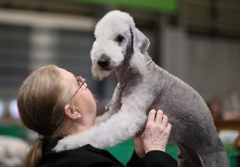 El Cruft Dog Show de Birmingham, la exposición canina más grande del mundo, se ha vuelto a celebrar este 2022 tras la pandemia.