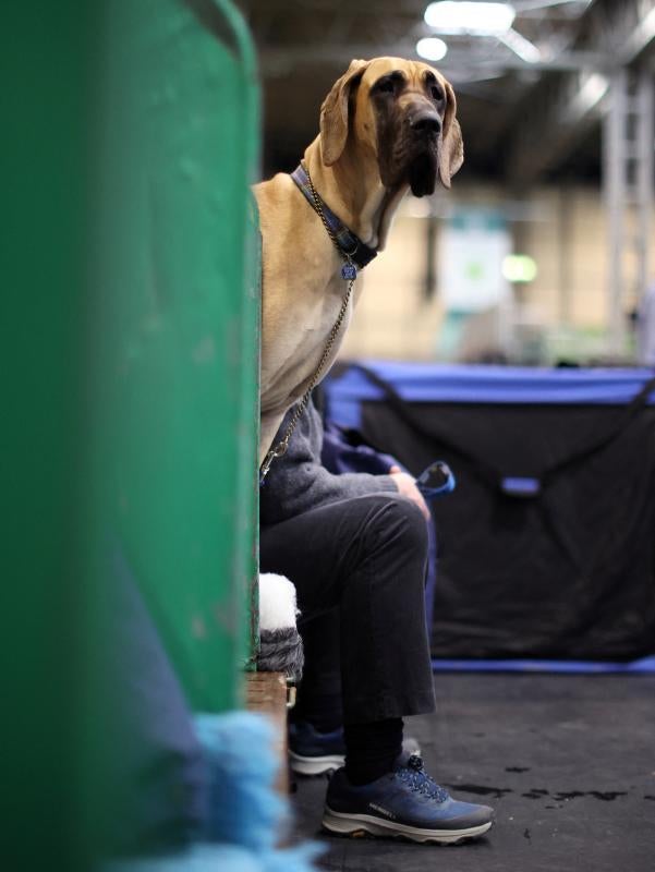 El Cruft Dog Show de Birmingham, la exposición canina más grande del mundo, se ha vuelto a celebrar este 2022 tras la pandemia.