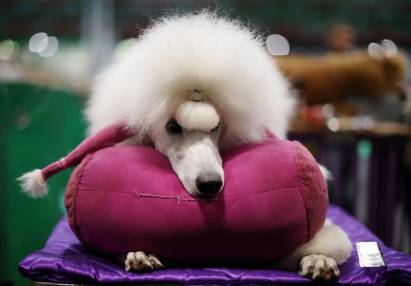 El Cruft Dog Show de Birmingham, la exposición canina más grande del mundo, se ha vuelto a celebrar este 2022 tras la pandemia.