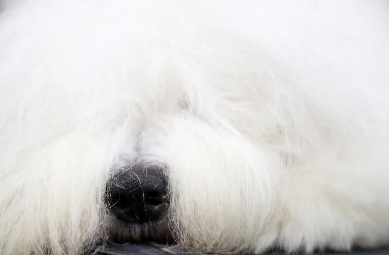 El Cruft Dog Show de Birmingham, la exposición canina más grande del mundo, se ha vuelto a celebrar este 2022 tras la pandemia.