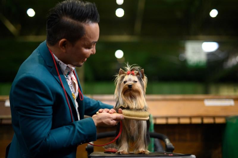 El Cruft Dog Show de Birmingham, la exposición canina más grande del mundo, se ha vuelto a celebrar este 2022 tras la pandemia.