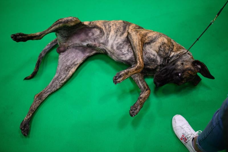 El Cruft Dog Show de Birmingham, la exposición canina más grande del mundo, se ha vuelto a celebrar este 2022 tras la pandemia.