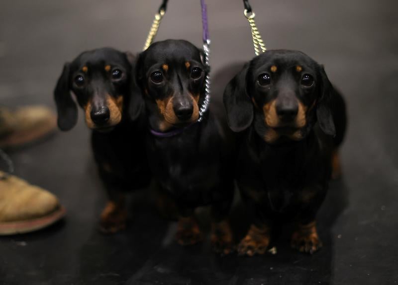 El Cruft Dog Show de Birmingham, la exposición canina más grande del mundo, se ha vuelto a celebrar este 2022 tras la pandemia.