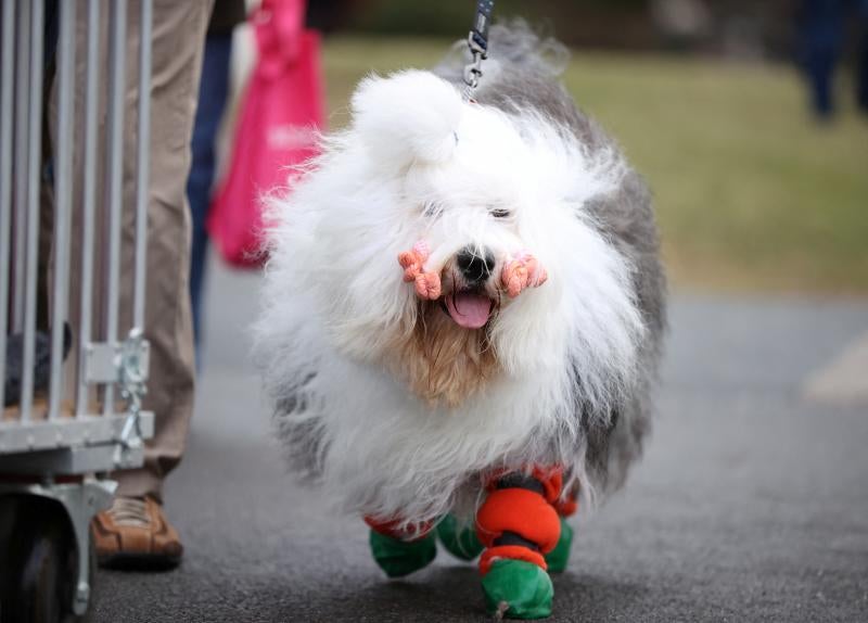 El Cruft Dog Show de Birmingham, la exposición canina más grande del mundo, se ha vuelto a celebrar este 2022 tras la pandemia.