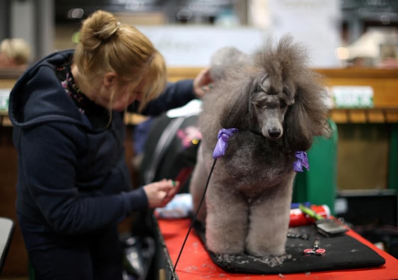 El Cruft Dog Show de Birmingham, la exposición canina más grande del mundo, se ha vuelto a celebrar este 2022 tras la pandemia.